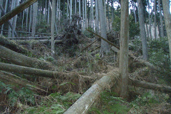 倒木 京丹波町