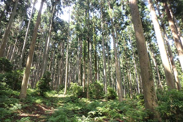 山に広がる森林 京丹波町