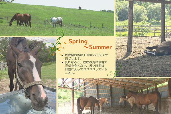 おだやかに暮らす引退乗用馬たち①