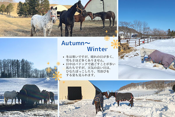 おだやかに暮らす引退乗用馬たち②