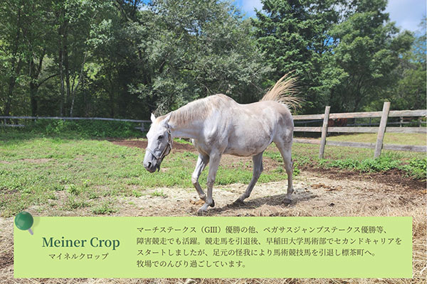 馬がのんびりと余生をおくることができる環境