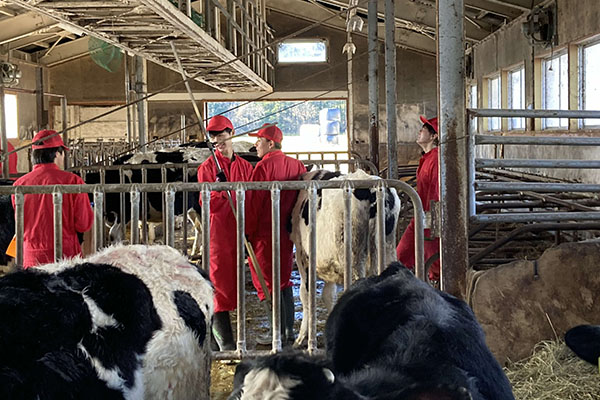 高校敷地内の牛舎での酪農実習