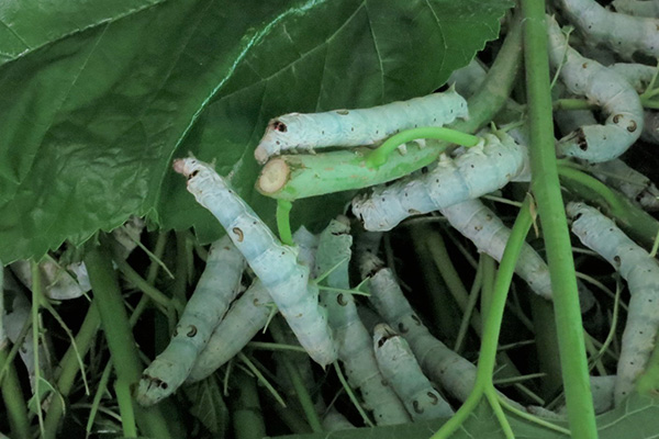 桑の葉を食べる蚕の幼虫