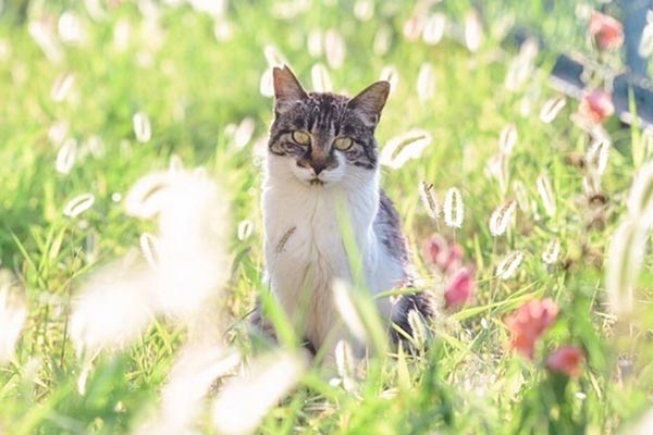 みんなの力で守れる猫の命がある～人と猫が共生できるまちを目指して～「TNR応援プロジェクト」もう不幸な猫を増やさない！
