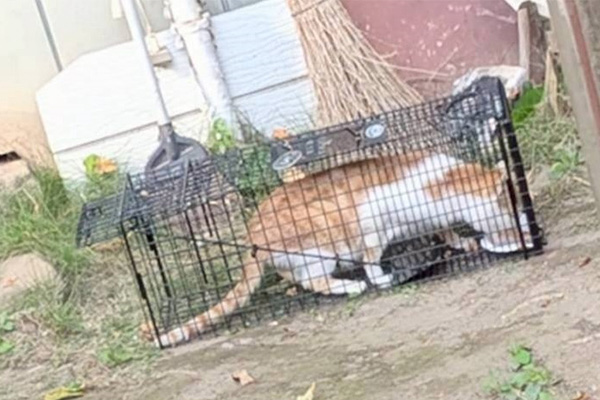 トラップ