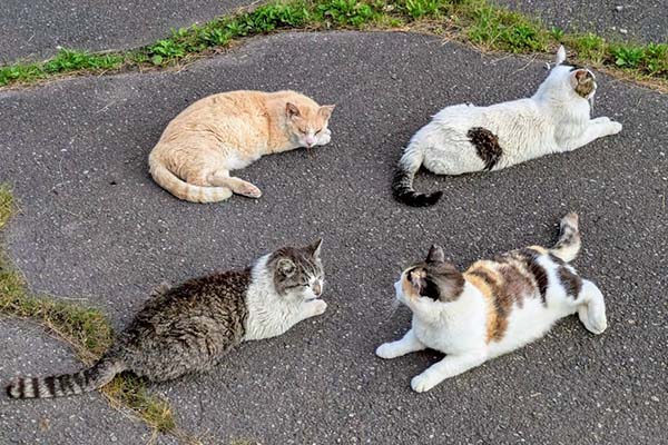 猫の増加