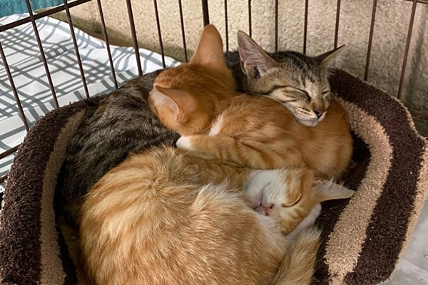 飼い主のいない猫を増やさない！～人と猫が安心して暮らせるまちへ～