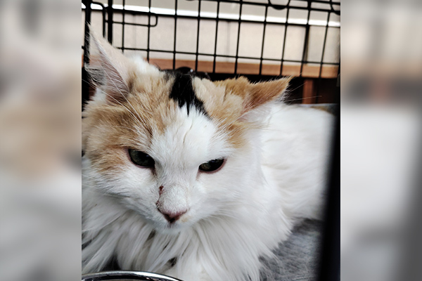 ケージの中で過ごす保護猫
