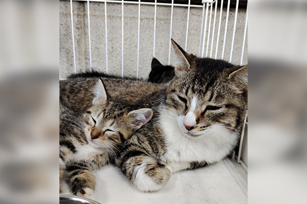 ケージの中で過ごす保護猫