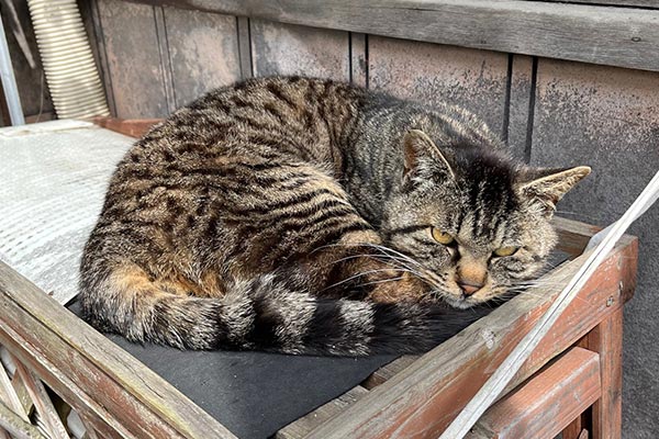 愛にゃんプロジェクト　～猫も人も共に生きるまちを目指して～