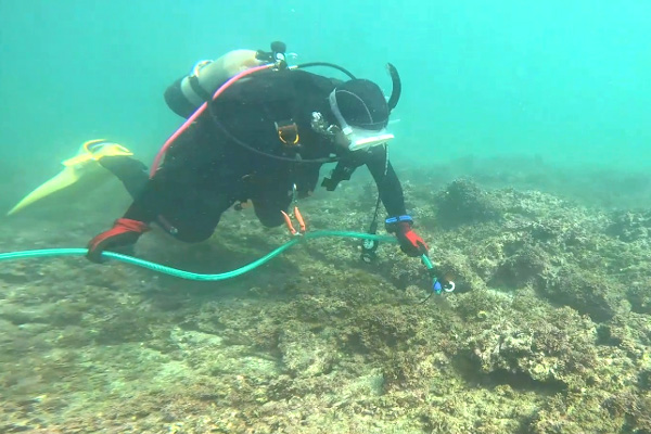 【海藻の種まき】
