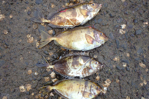 【海藻を食べつくしてしまうアイゴの駆除活動】