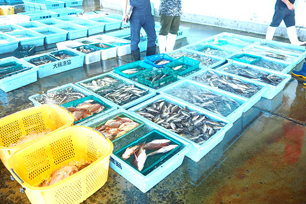 【横須賀市内の魚市場に並ぶさまざまな魚】