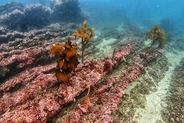 【磯焼けが深刻な海底】※同場所の2年後