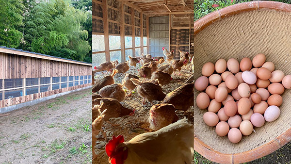 鶏小屋