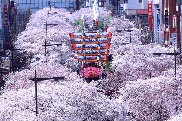 桜のトンネルを次の世代につないでいく！未来の子どもたちに「さくらのまち日立」の原風景を届けたい。