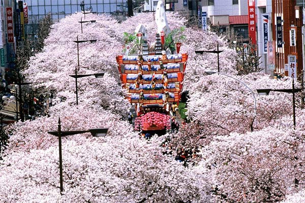 平和通りの桜とひたち風流物
