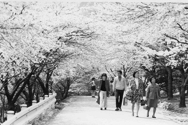 かみね公園の桜並木（昭和40年代）