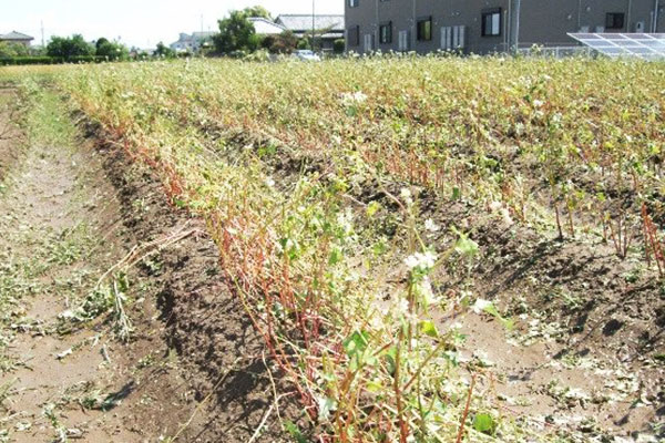 【埼玉県加須市】令和4年6月降雹（ひょう）による農作物への被害