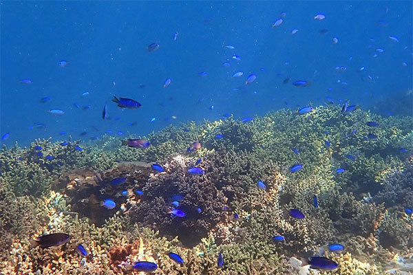 サンゴの海を未来へ残したい！竹ヶ島海域公園魅力化プロジェクト