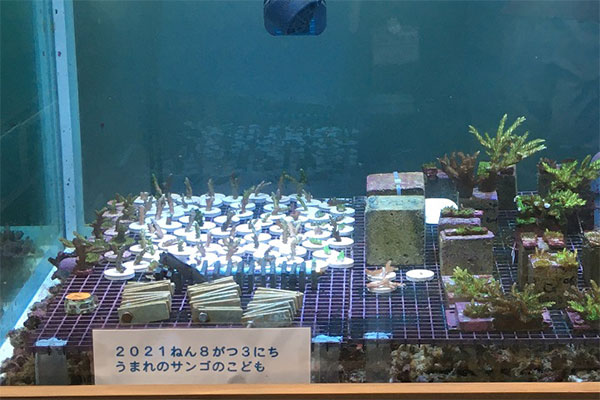 水槽の稚サンゴ