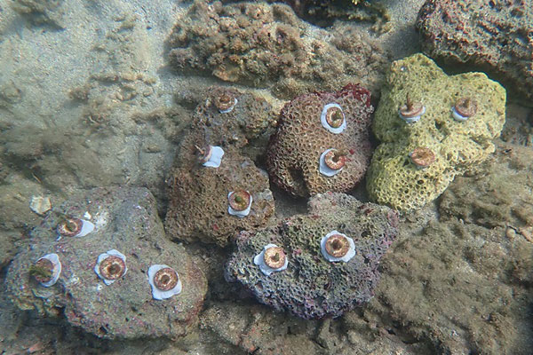 海底に設置された移植サンゴ