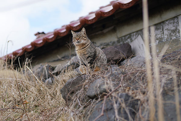 人と猫の共生を目指して！秋田県内初の避妊・去勢手術支援事業にご支援をお願いします！