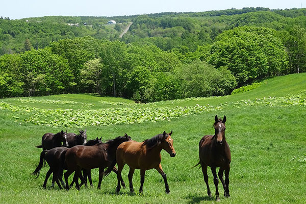 牧場内に広がるおだやかな起伏の草地は馬の成育に最適