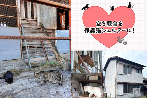 KASAMATSU　RESCUED　CATS　笠松競馬場のネコを助けて!!