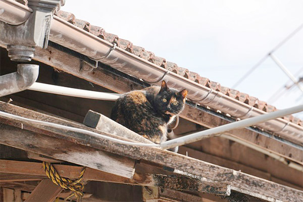 競馬場のネコたちが命の危険にさらされています。空き厩舎を保護猫シェルターに改修し、小さな命を守ります。