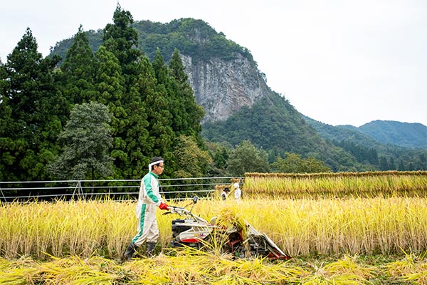 猛暑で被害を受けた農家を支援！新潟・三条のおいしいお米や果物の担い手を守り、これからも全国においしいお米や果物を届けたい。
