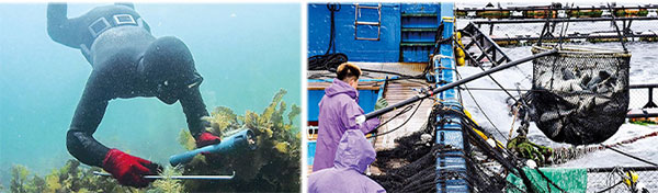 佐伯市の漁場環境を改善して、豊かな海・自慢の海の幸を守りたい！