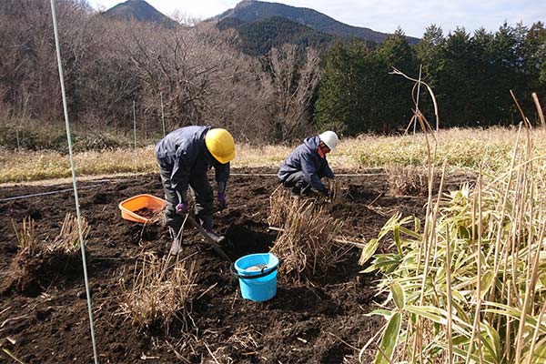 ススキの植え替え作業