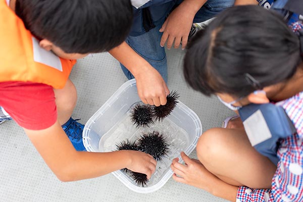 子供たちと海で採取したウニ。