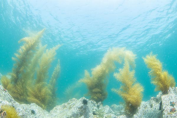 海藻が多く茂っている場所は「藻場（もば）」と呼ばれ、森のようになっています。