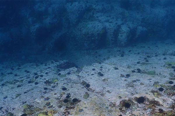 県内で磯焼けになっている海域の写真です。海藻が育たず焼野原のような状態になっています。