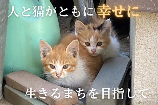 人と猫がともに幸せに生きるまちを目指して（不妊・去勢手術の支援プロジェクト）