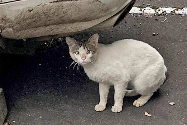 飼い主のいない猫たちは、過酷な環境のもと必死で生きている