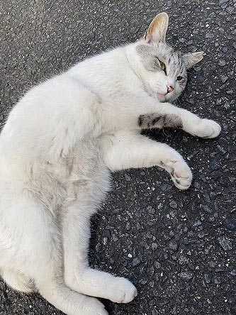 不幸な猫を減らしていくために