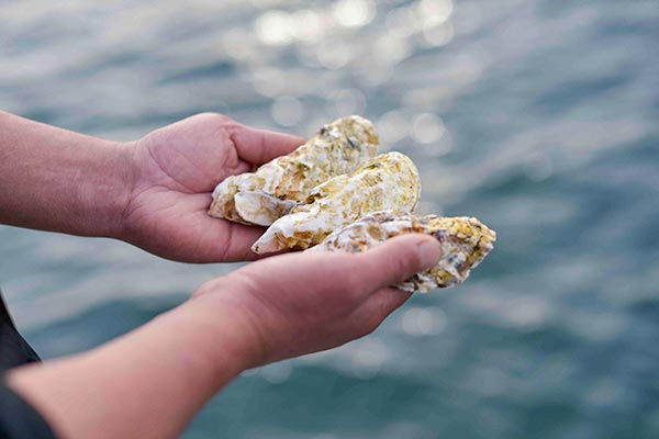 篠島養殖牡蠣をさらに美味しく、いつでも全国の食卓へ