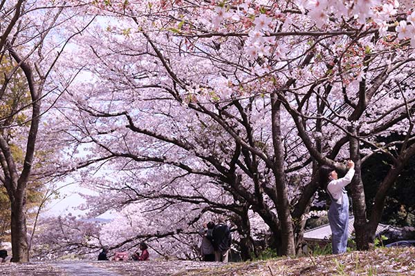 未来の桜並木を守るために：自然保護プロジェクト