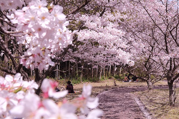 湯川山のさくら道