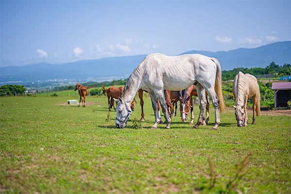 引退馬・養老馬に幸せな余生を