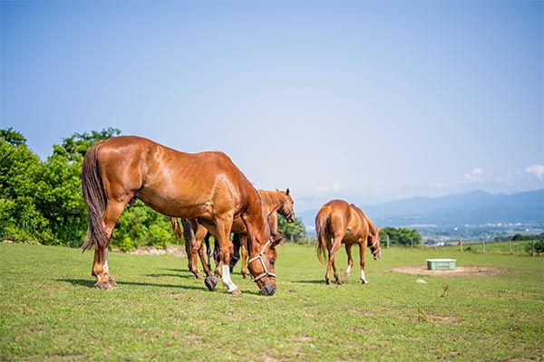 現役を引退した馬に1頭でも多く幸せな余生を過ごさせてあげたい。