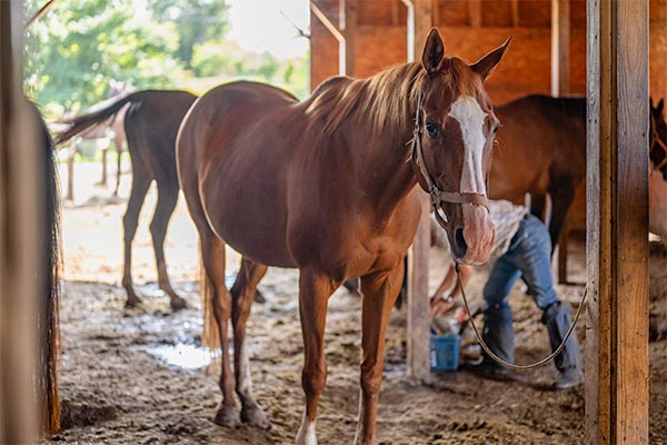 現役を引退した馬に1頭でも多く幸せな余生を過ごさせてあげたい。