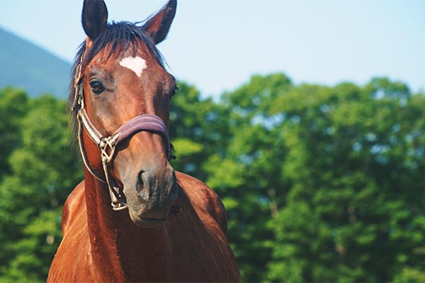 現役を引退した馬に1頭でも多く幸せな余生を過ごさせてあげたい。