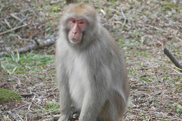 生物多様性に迫る危機～人間活動が与える自然環境への影響～