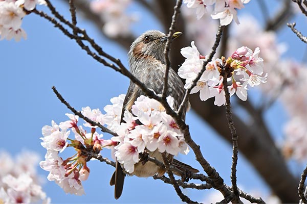 未来へ咲き誇れ！甲斐市サクラまつりを守り、地域の誇りを次世代につなぐプロジェクト