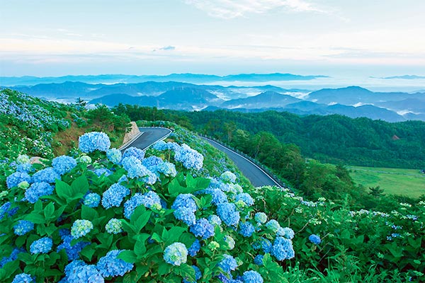 大川原高原