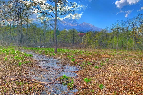 妙高山と水路とミズバショウ